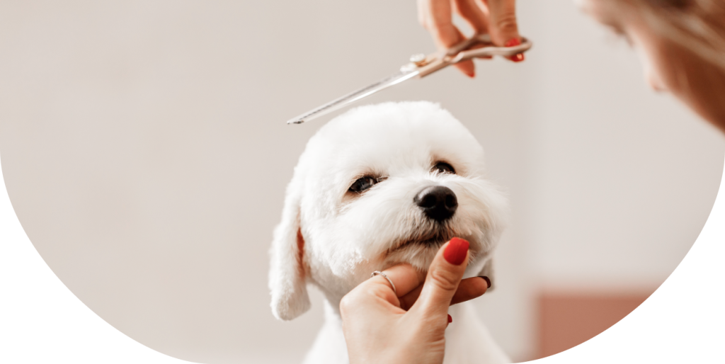 Dog Grooming Windsor