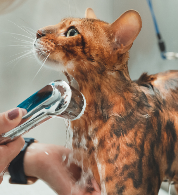 Cat Grooming Essendon