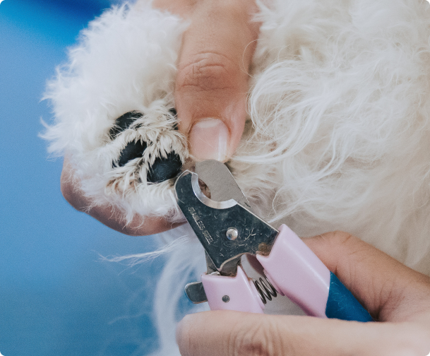 Dog Grooming St Kilda